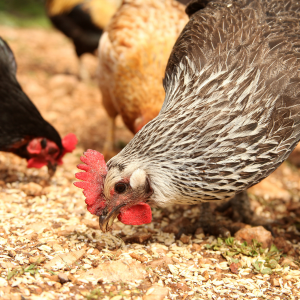 poule qui mange