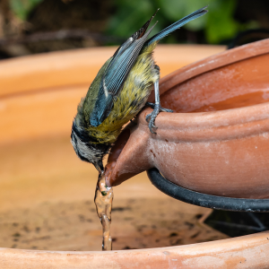  oiseaux du jardin qui bois