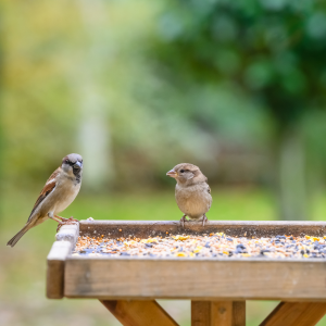 graine pour oiseaux du jardin
