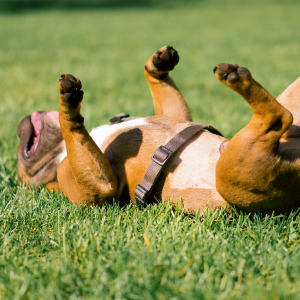 chien qui se roule