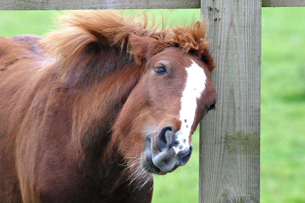 La dermite estivale chez le cheval