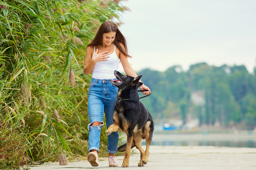 Gérer l’hyperactivité chez le chien : comprendre, agir et apaiser
