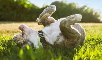 chien qui se roule dans l'herbe