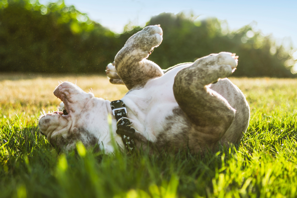 chien qui se roule dans l'herbe