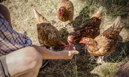 quelle nourriture est idéale pour des poules en pleine santé ?