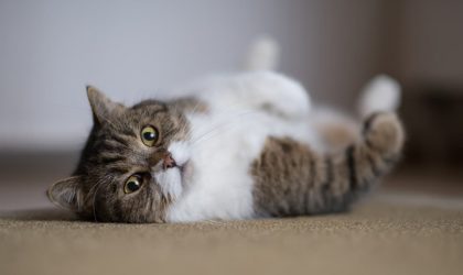 chaleurs_chatte