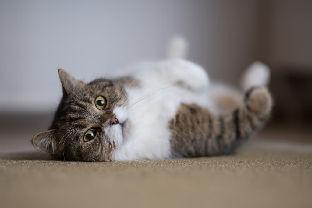 chaleurs_chatte