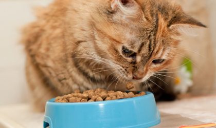chat qui mange