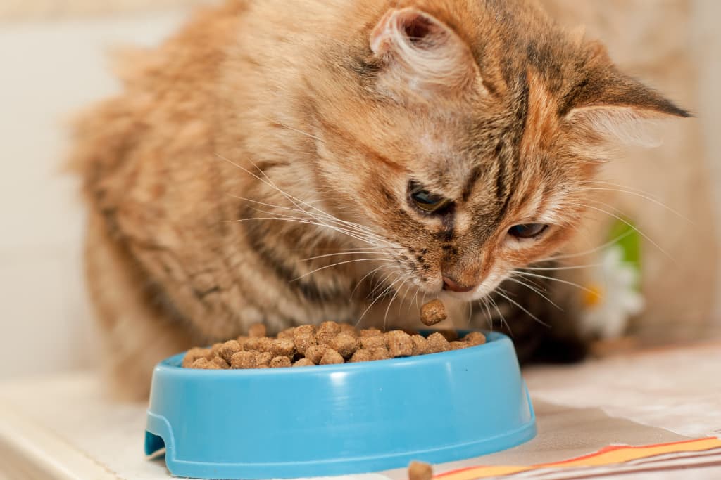 chat qui mange