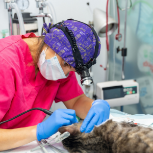 Innovations et Traitements Révolutionnaires chat