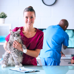 vétérinaire chat