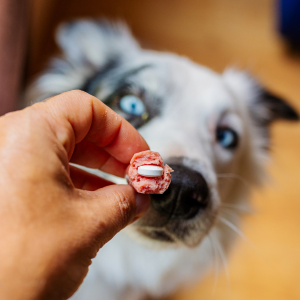 médicaments à un chien