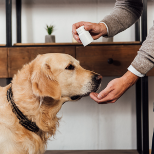 chien qui prend un médicament