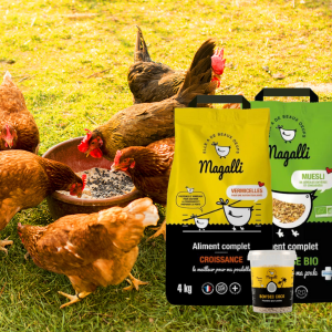 POule qui mange les produits Magallli