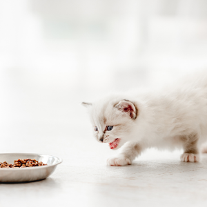chaton qui mange