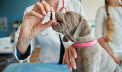 Pourquoi mon chien refuse de prendre son médicament ?