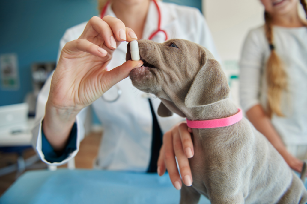 Pourquoi mon chien refuse de prendre son médicament ?