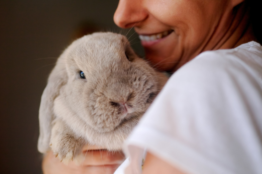 Le Thymome chez le Lapin