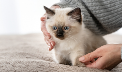 chaton-naissance-companimo