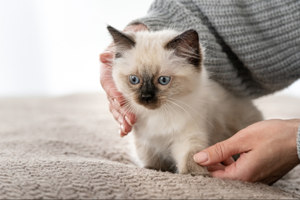 chaton-naissance-companimo