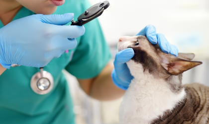 Les Nouveautés en Médecine Vétérinaire pour la Santé Féline