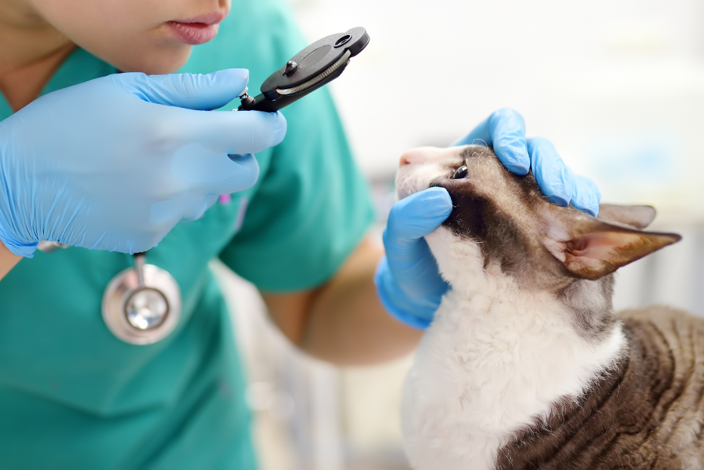 Les Nouveautés en Médecine Vétérinaire pour la Santé Féline