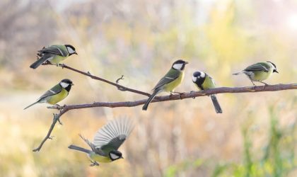 Nourrir les oiseaux en été