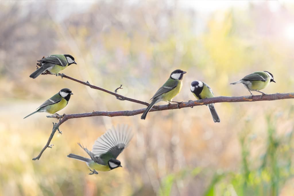 Nourrir les oiseaux en été