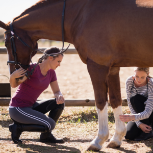cheval et vétérinaire équistro