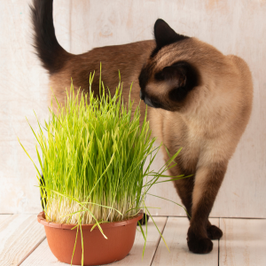 herbe à chat - companimo
