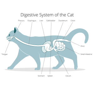 système digestif chez le chat