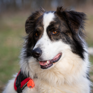 border collie