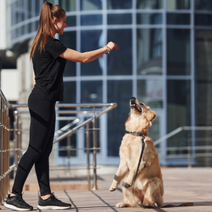jouer avec son chien