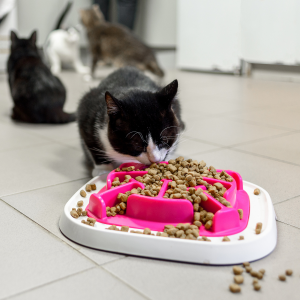 chat qui mange des croquettes