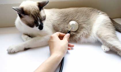 trouble digestifs chez le chat