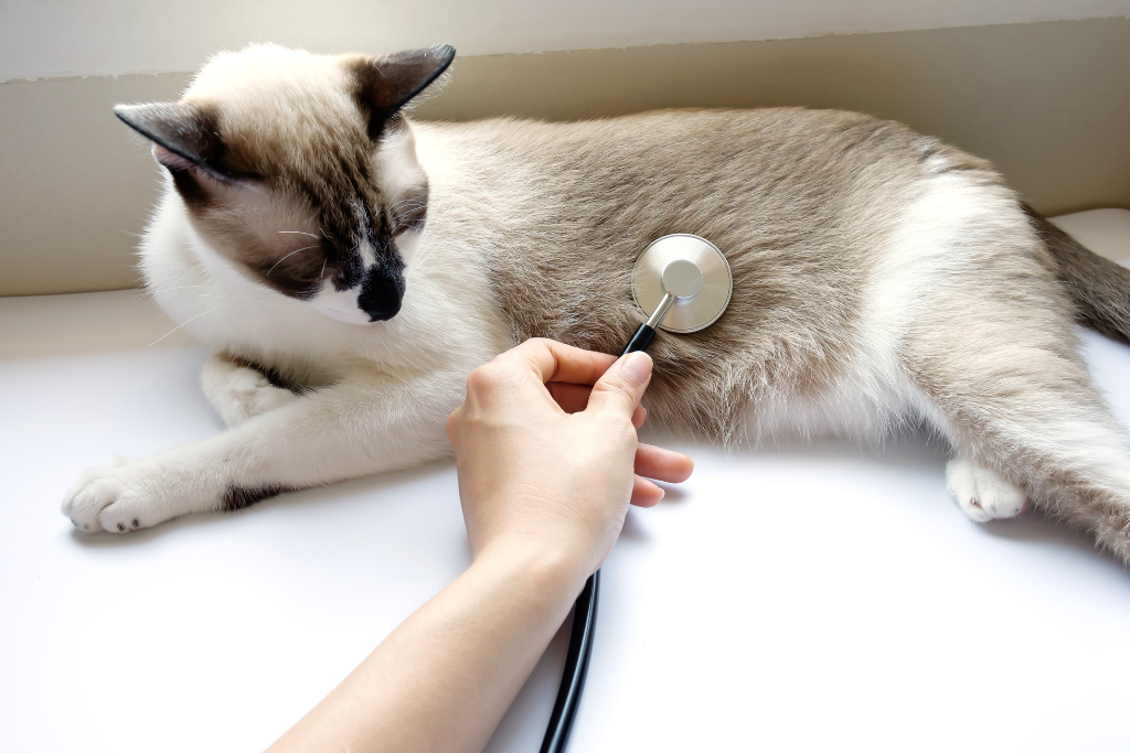trouble digestifs chez le chat