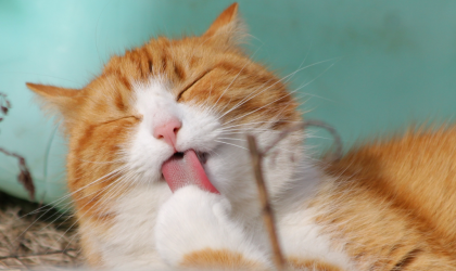 Gérer les poils de votre chat