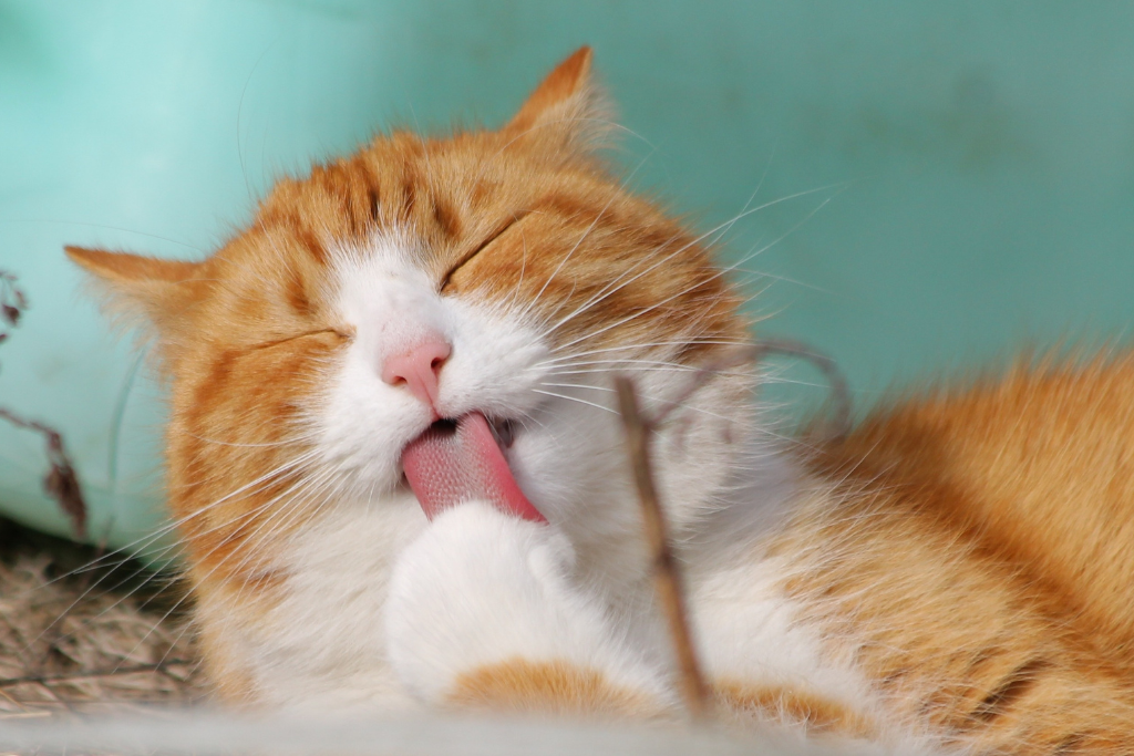 Gérer les poils de votre chat