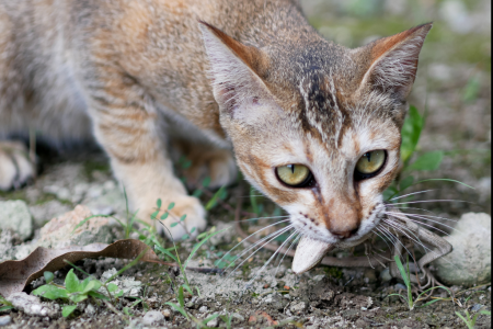 chat qui chasse un lézard