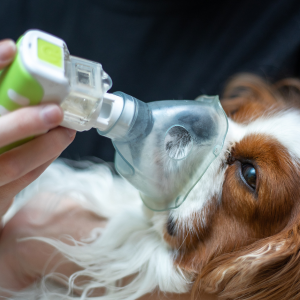 L’apnée du sommeil chez le chien
