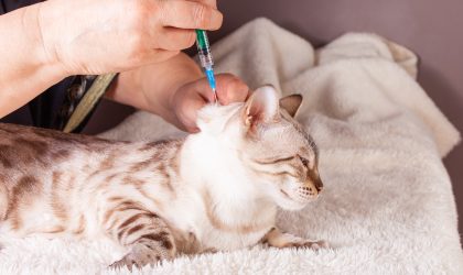 Découvrez quand et pourquoi vacciner votre chat.