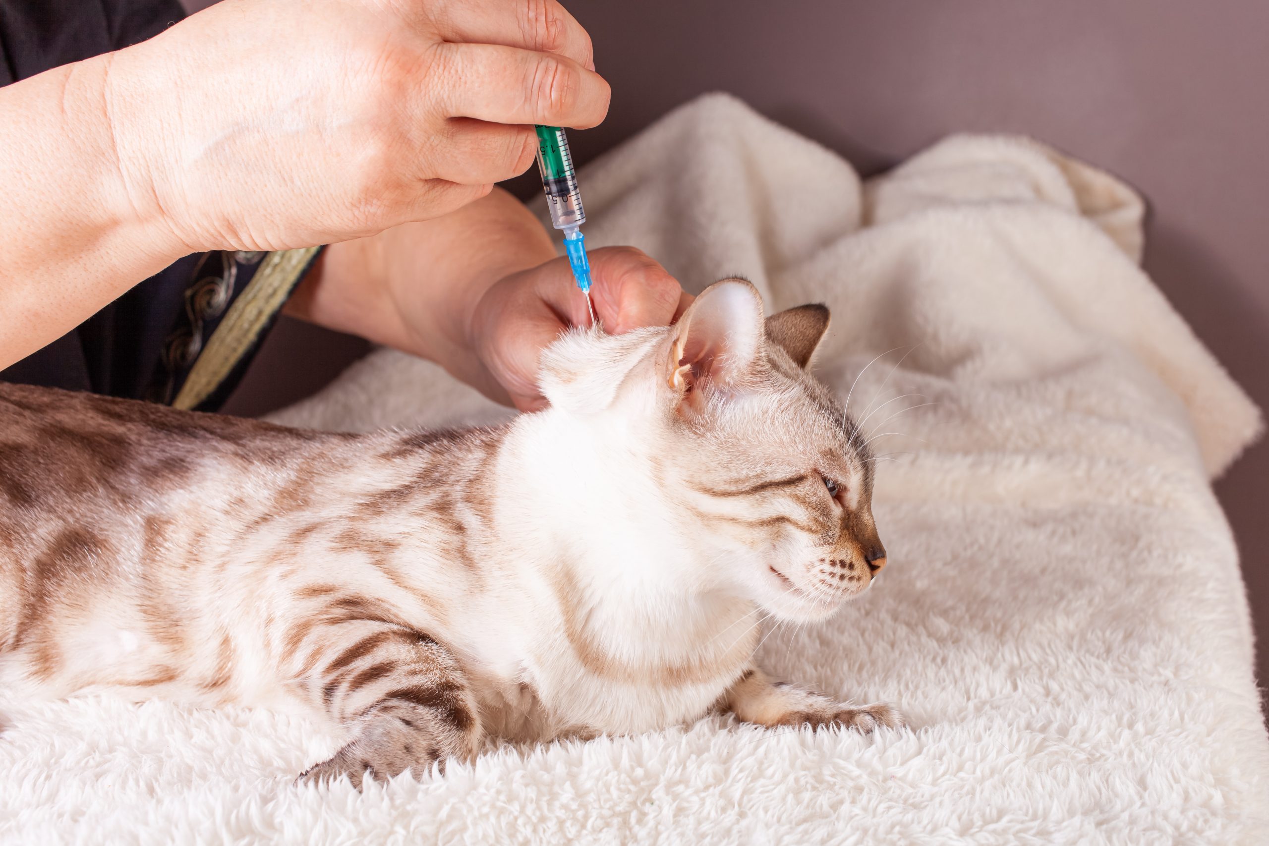 Découvrez quand et pourquoi vacciner votre chat.