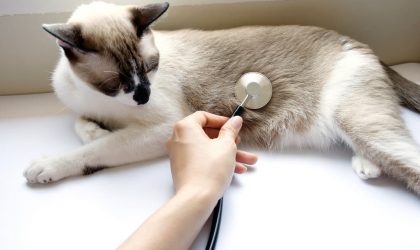 trouble digestifs chez le chat