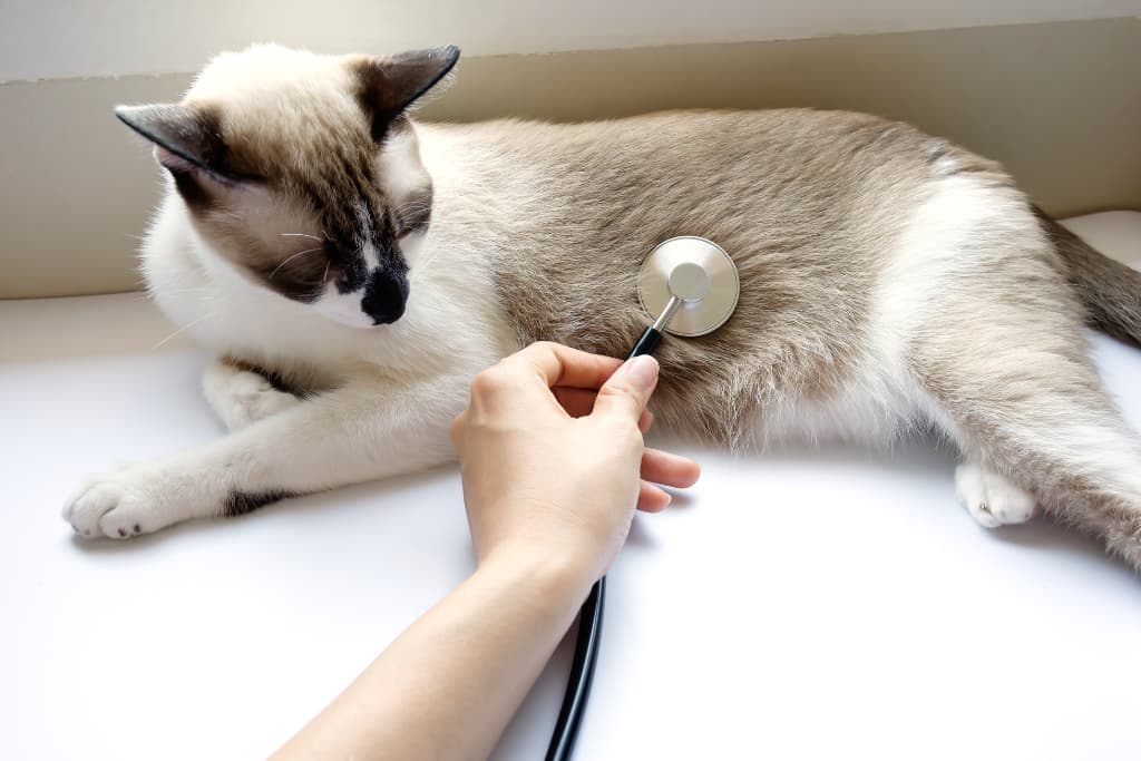 trouble digestifs chez le chat