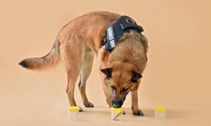 L’intelligence canine : un sujet passionnant