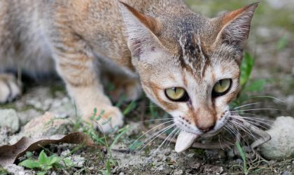 Mon chat a mangé un lézard : est-ce dangereux ?
