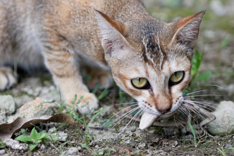 Mon chat a mangé un lézard estce dangereux ? Companimo Blog — free download