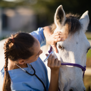 cheval malade