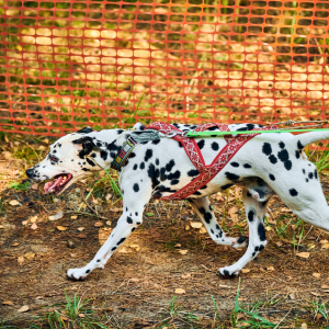 balade avec dalmatien