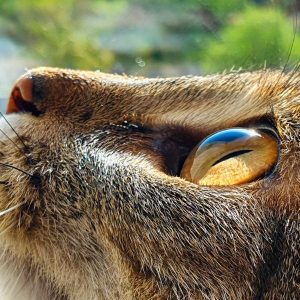 l'oeil d'un chat